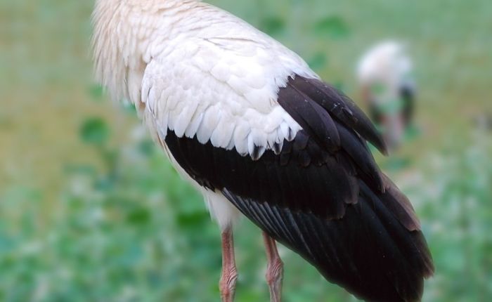 Vienoti dažādībā